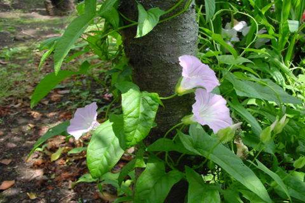 白花银背藤的功效与作用 白花银背藤的功效与作用