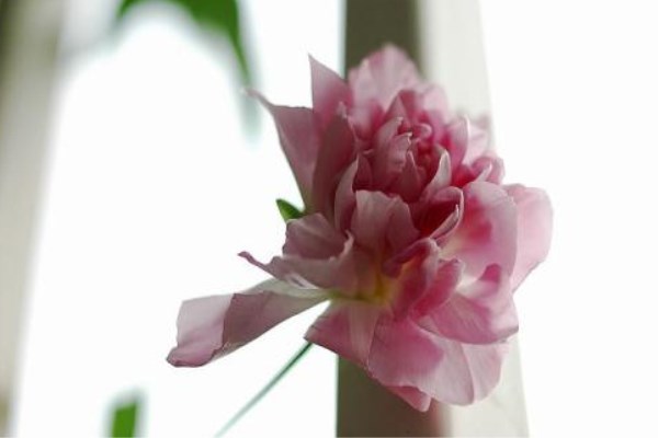 缠枝牡丹的花期 缠枝牡丹的花期