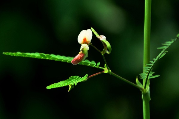 豆茶决明的播种方法 豆茶决明的播种方法