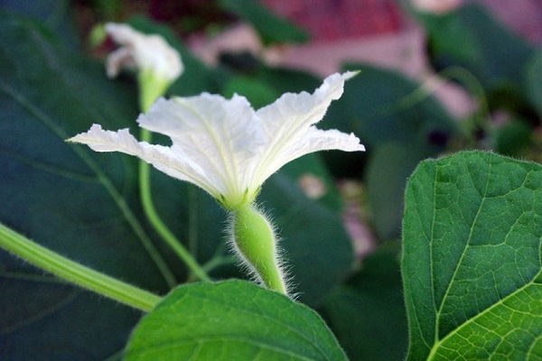 葫芦花的花语和含义 葫芦花的花语和含义