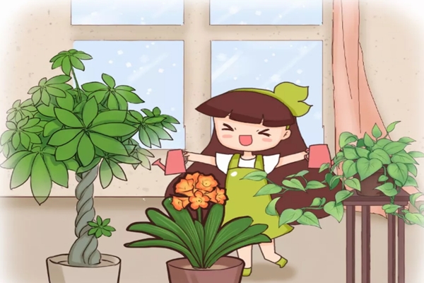 冬天浇水一句话,保花能活20年! 冬天浇水一句话,保花能活20年!