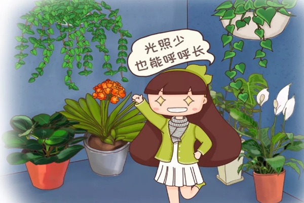 家里来盆它,冬天没太阳也能绿得冒油,叶子又大又亮! 家里来盆它,冬天没太阳也能绿得冒油,叶子又大又亮!