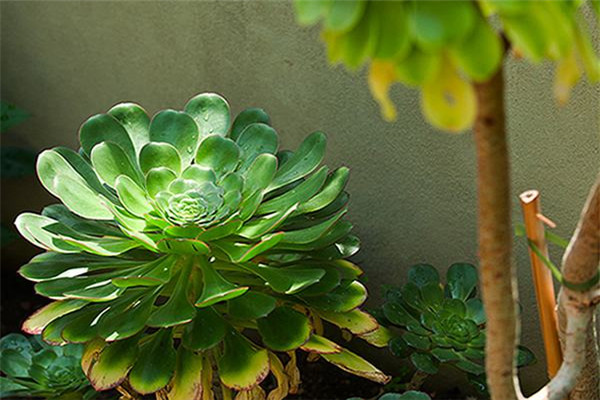 大叶莲花掌的四季养护方法 大叶莲花掌的四季养护方法