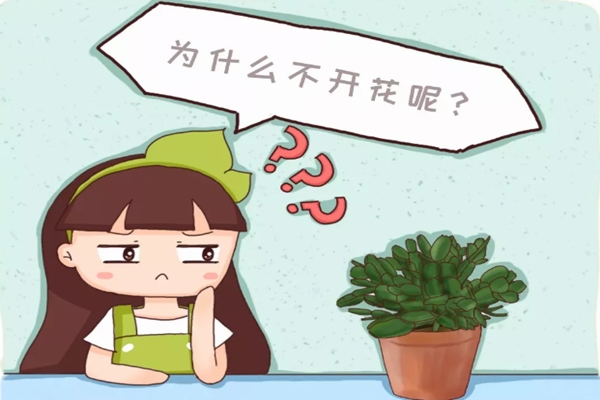 养花不开花,原来是盆里缺了它,加一点马上开爆盆! 养花不开花,原来是盆里缺了它,加一点马上开爆盆!