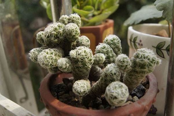 银手指的繁殖方法 银手指的繁殖方法