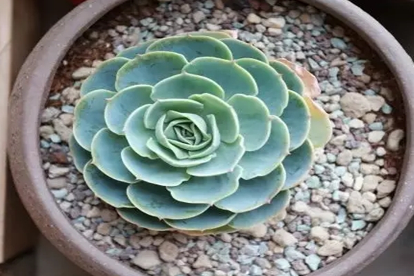 花烂了抹点它,立马捡回一条命,起死回生蹭蹭爆盆! 花烂了抹点它,立马捡回一条命,起死回生蹭蹭爆盆!