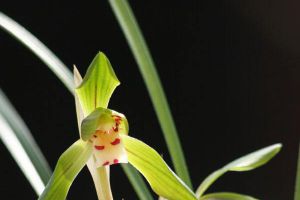 如何使春兰在元旦开花