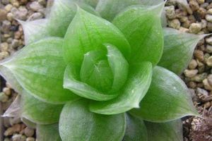 凝脂菊和玉露的区别 - 百花海