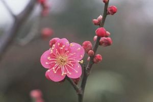 梅花种子怎么种