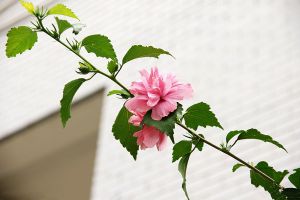 木槿种子怎么种