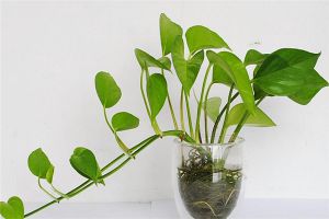 绿萝几月份扦插最好