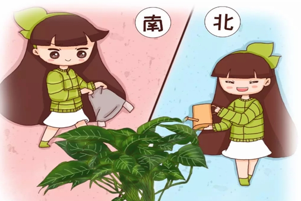 北浇淘米水,南用草木灰,用错了,99%的花都活不了! 北浇淘米水,南用草木灰,用错了,99%的花都活不了!