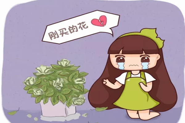 冒死揭秘花市猫腻,这5种花买一盆死一盆,过年买花千万注意了! 冒死揭秘花市猫腻,这5种花买一盆死一盆,过年买花千万注意了!