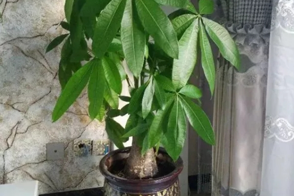 快住手!家里有这6种花的,千万别再乱浇水了! 快住手!家里有这6种花的,千万别再乱浇水了!