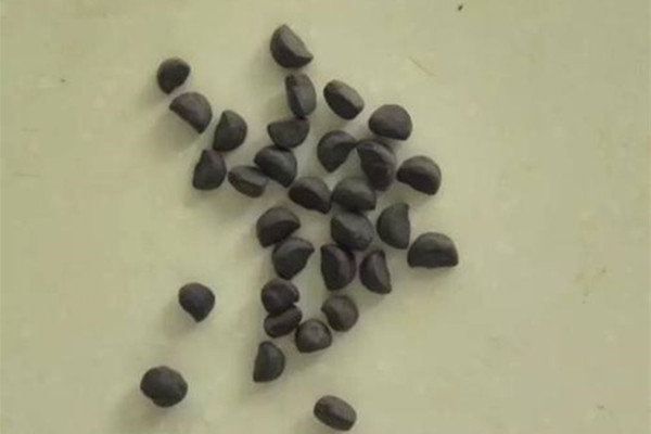 牵牛子的功效和作用 牵牛子的功效和作用