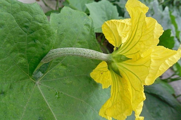 丝瓜花什么时候开花 丝瓜花什么时候开花