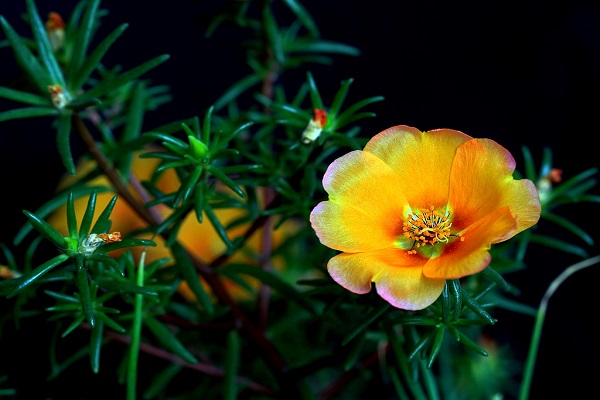 午时花怎么繁殖 午时花怎么繁殖