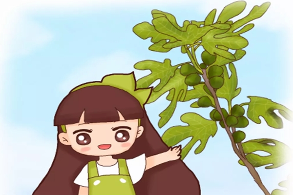 路边剪个枝,扔盆里就疯长,果子多的吃不完! 路边剪个枝,扔盆里就疯长,果子多的吃不完!