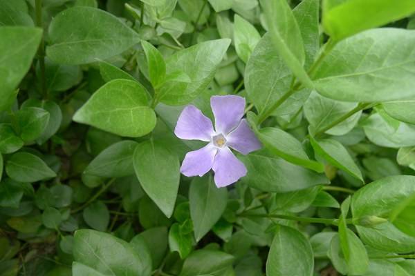 四季常春又耐寒的花有哪些 四季常春又耐寒的花有哪些