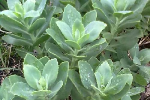 厚脸皮植物会影响风水吗? 厚脸皮植物会影响风水吗?