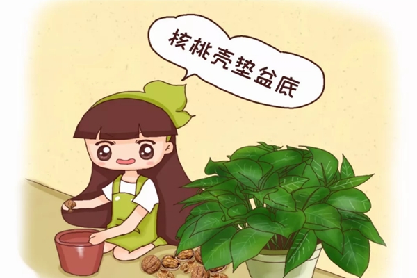 给花来个“人工呼吸”,叶子绿得像翡翠,养20年不烂根! 给花来个“人工呼吸”,叶子绿得像翡翠,养20年不烂根!