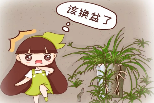 天儿暖和了,再不赶紧换盆,花儿想蹭蹭长也没地方! 天儿暖和了,再不赶紧换盆,花儿想蹭蹭长也没地方!