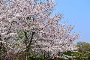 日本早樱的养殖方法及注意事项
