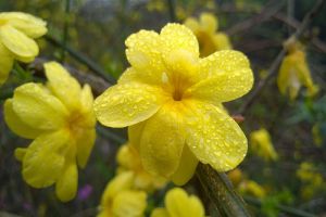 迎春花开完后怎么办