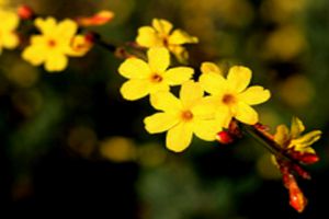 迎春花怎么培养粗根
