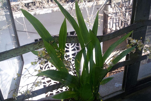 梦香兰的种植方法 梦香兰的种植方法