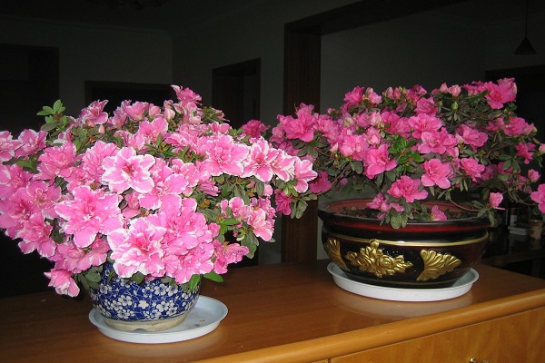 西洋鹃开花前后怎么办 西洋鹃开花前后怎么办