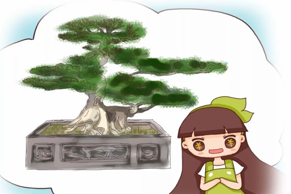 路边捡的树桩,养了1个月,竟然卖了10万块! 路边捡的树桩,养了1个月,竟然卖了10万块!
