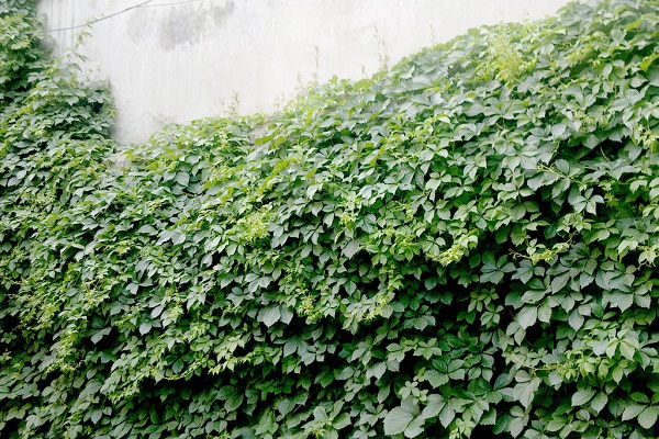 爬山虎和络石的区别 爬山虎和络石的区别