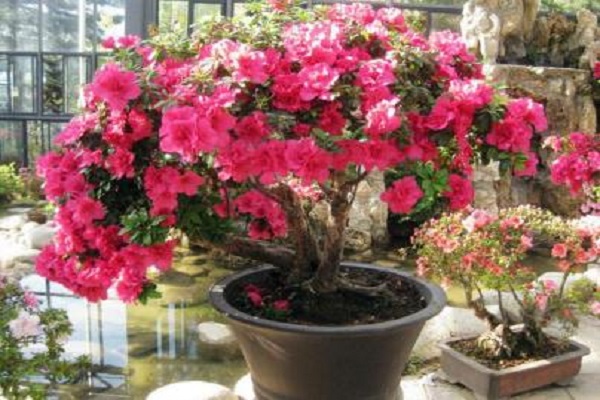 西洋鹃的花期和养护方法 西洋鹃的花期和养护方法
