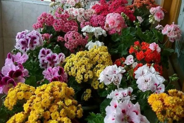 浇水前多1个小动作,花再也不烂根,开花刹不住闸! 浇水前多1个小动作,花再也不烂根,开花刹不住闸!
