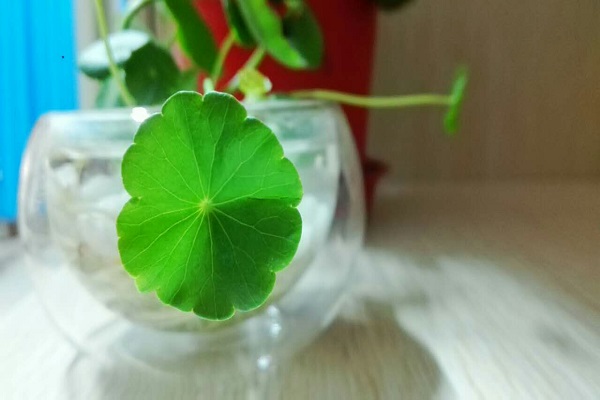 铜钱草和镜面草的区别 铜钱草和镜面草的区别