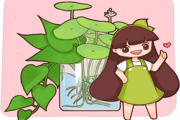 水培瓶里撒点它,花草10年不黄叶,长疯了! 水培瓶里撒点它,花草10年不黄叶,长疯了!