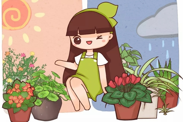 这花掐个枝就能活,还能泡茶喝,美容又明目! 这花掐个枝就能活,还能泡茶喝,美容又明目!