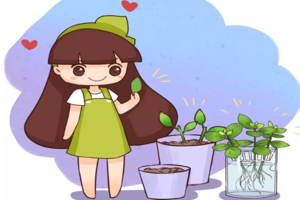 这15种花现在扦插,100%活! 这15种花现在扦插,100%活!