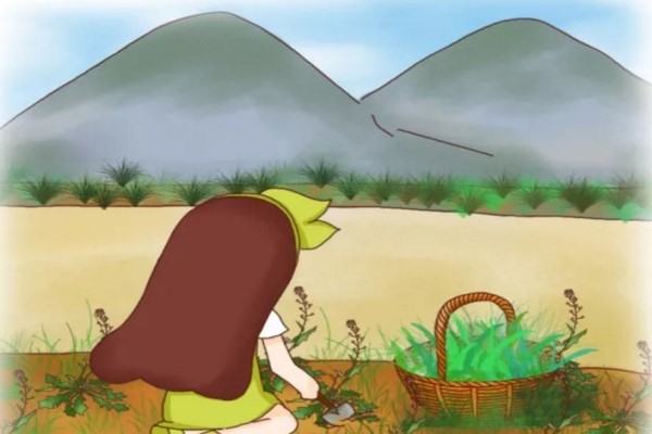 地里野菜正鲜嫩,营养美味还养生! 地里野菜正鲜嫩,营养美味还养生!
