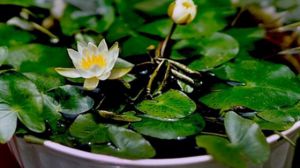 碗莲可以用沙子养吗