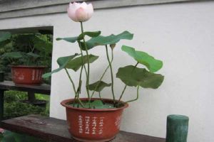 碗莲怎么催芽