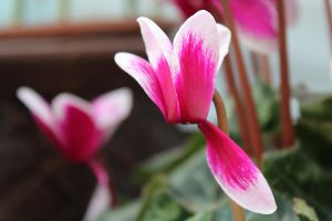 仙客来怎么修剪