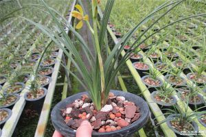 蕙兰怎么养能开花