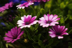 瓜叶菊什么时候开花