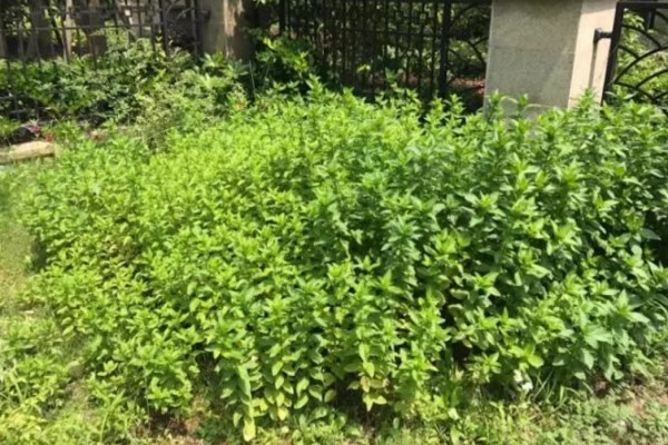 春天啥花可以不养,唯独这一种,不养亏惨了! 春天啥花可以不养,唯独这一种,不养亏惨了!