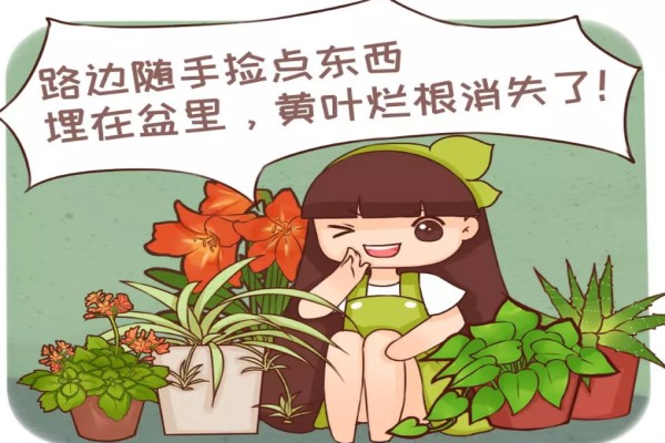 路边捡点小东西,养花不烂根,噌噌开爆盆! 路边捡点小东西,养花不烂根,噌噌开爆盆!