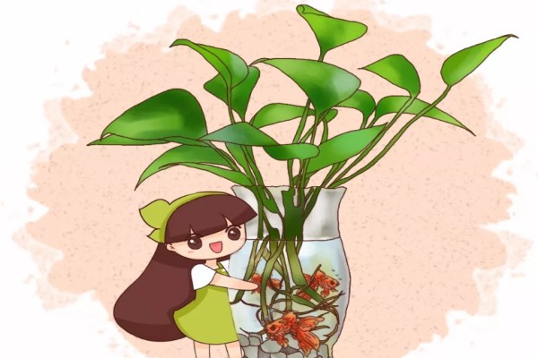 水培瓶里放条鱼,根肥叶绿不招虫! 水培瓶里放条鱼,根肥叶绿不招虫!