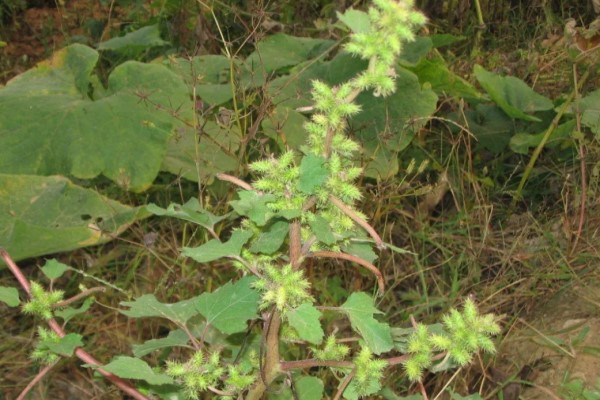 这些“毒草”酷似野菜,不小心吃下去,差点要了他的命! 这些“毒草”酷似野菜,不小心吃下去,差点要了他的命!