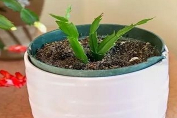 这5种花现在不扦插,明年也开不了花! 这5种花现在不扦插,明年也开不了花!